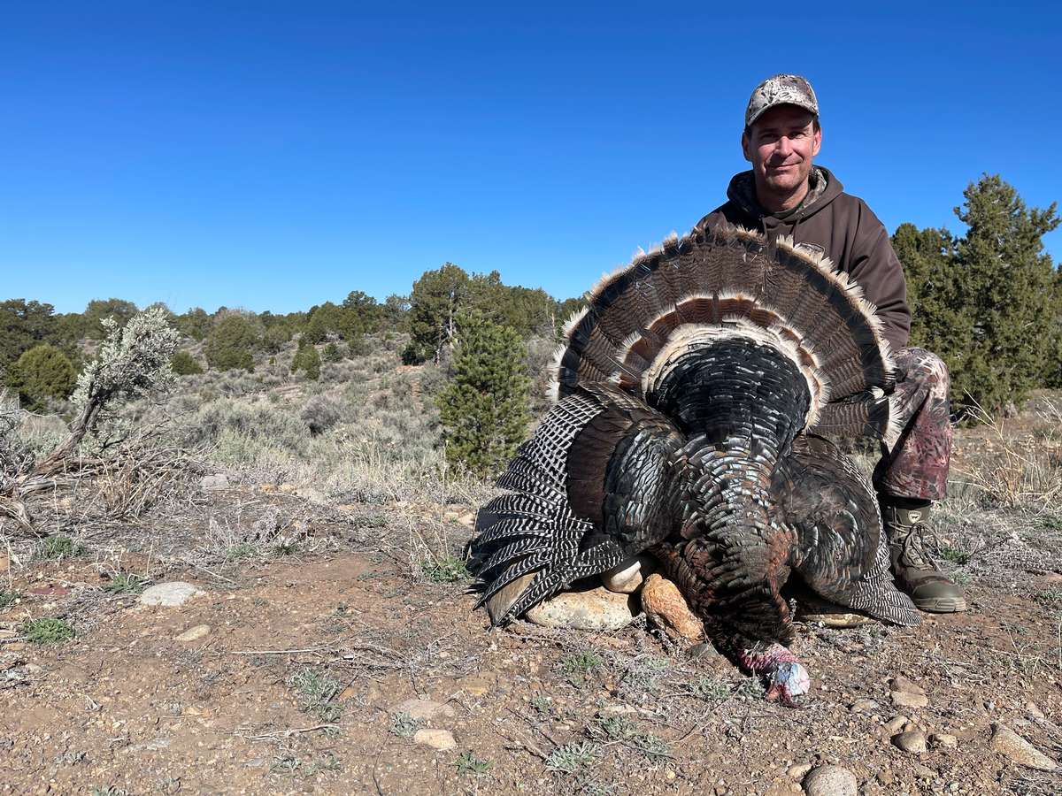 Guided Merriam's Turkey Hunts Colorado Turkey Hunting Outfitters